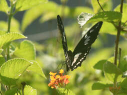 Sivun Papilio phorbanta Linnaeus 1771 kuva