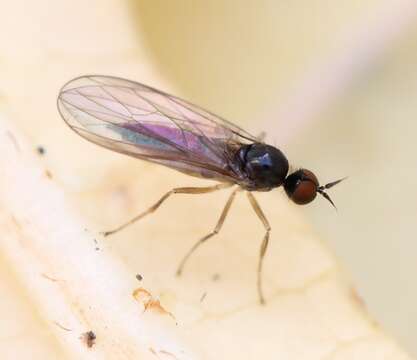 Image of <i>Trichinomyia flavipes</i>