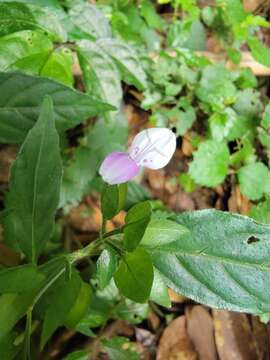 Image of Dicliptera japonica (Thunb.) Makino