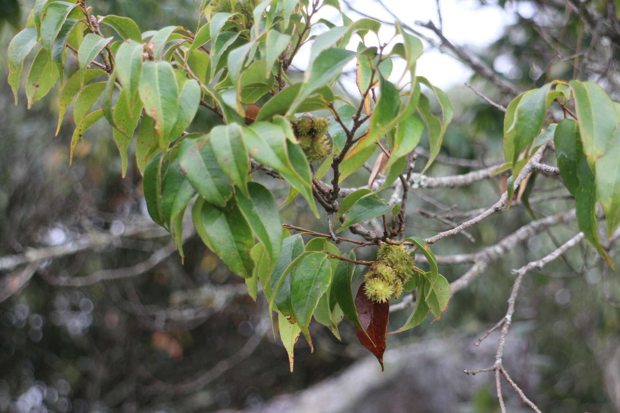 صورة Castanopsis eyrei (Champ. ex Benth.) Hutch.