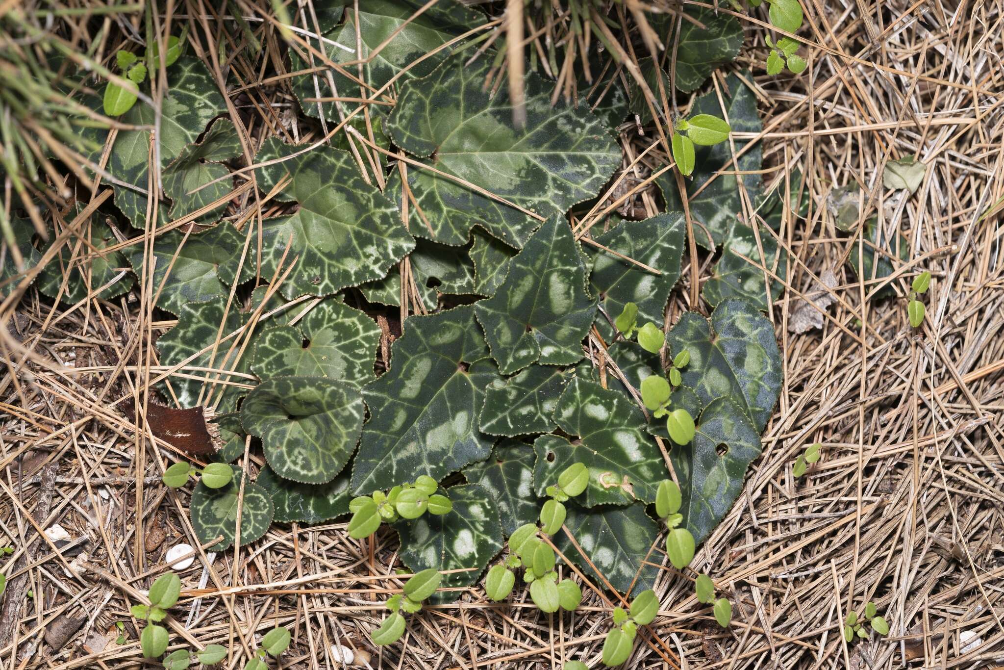 Image of Cyclamen graecum subsp. anatolicum J. H. Ietswaart