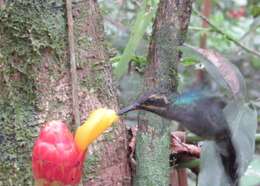 Image of Costus wilsonii Maas