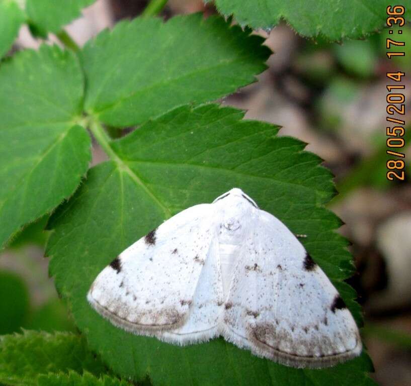 Imagem de Lomographa bimaculata Fabricius 1775