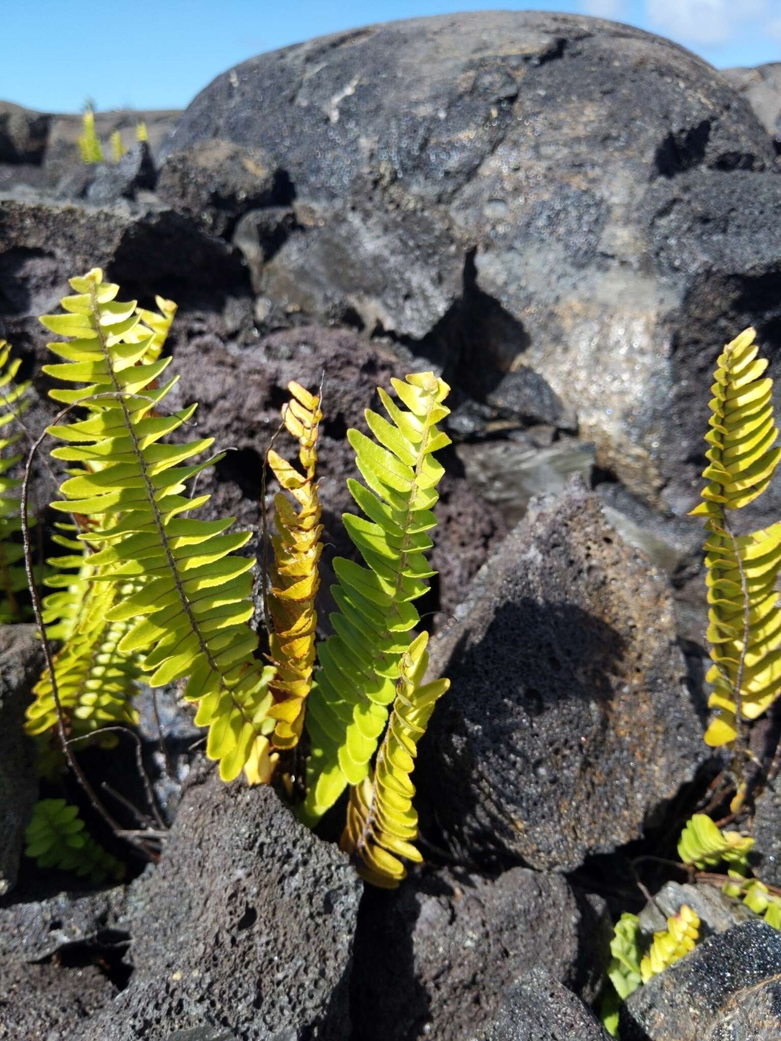 Image de Polypodium pellucidum var. vulcanicum Skottsberg