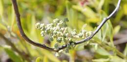 Sivun Chenopodium baccatum Labill. kuva