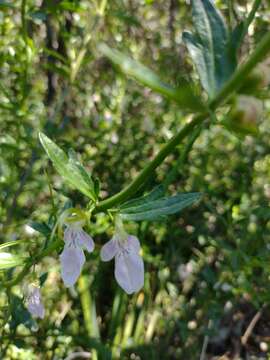 Teucrium bicolor Sm. resmi