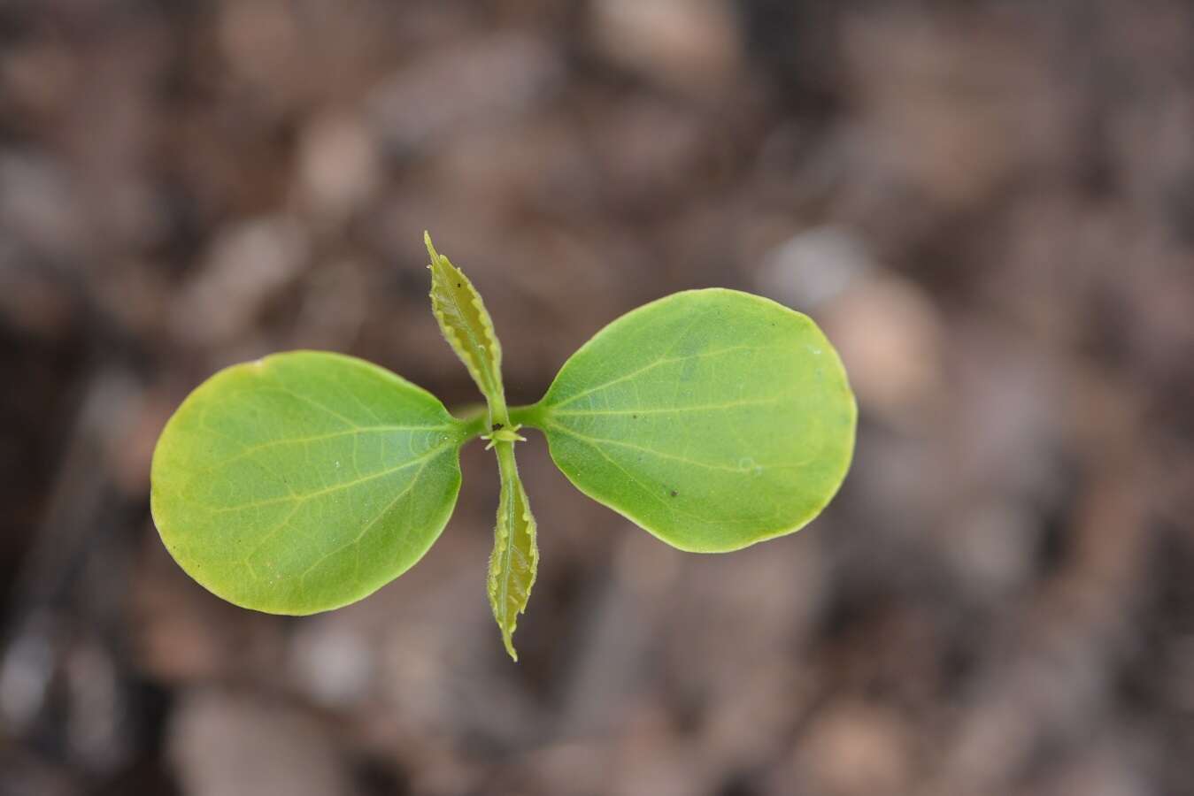 Sivun Cleidion castaneifolium Müll. Arg. kuva