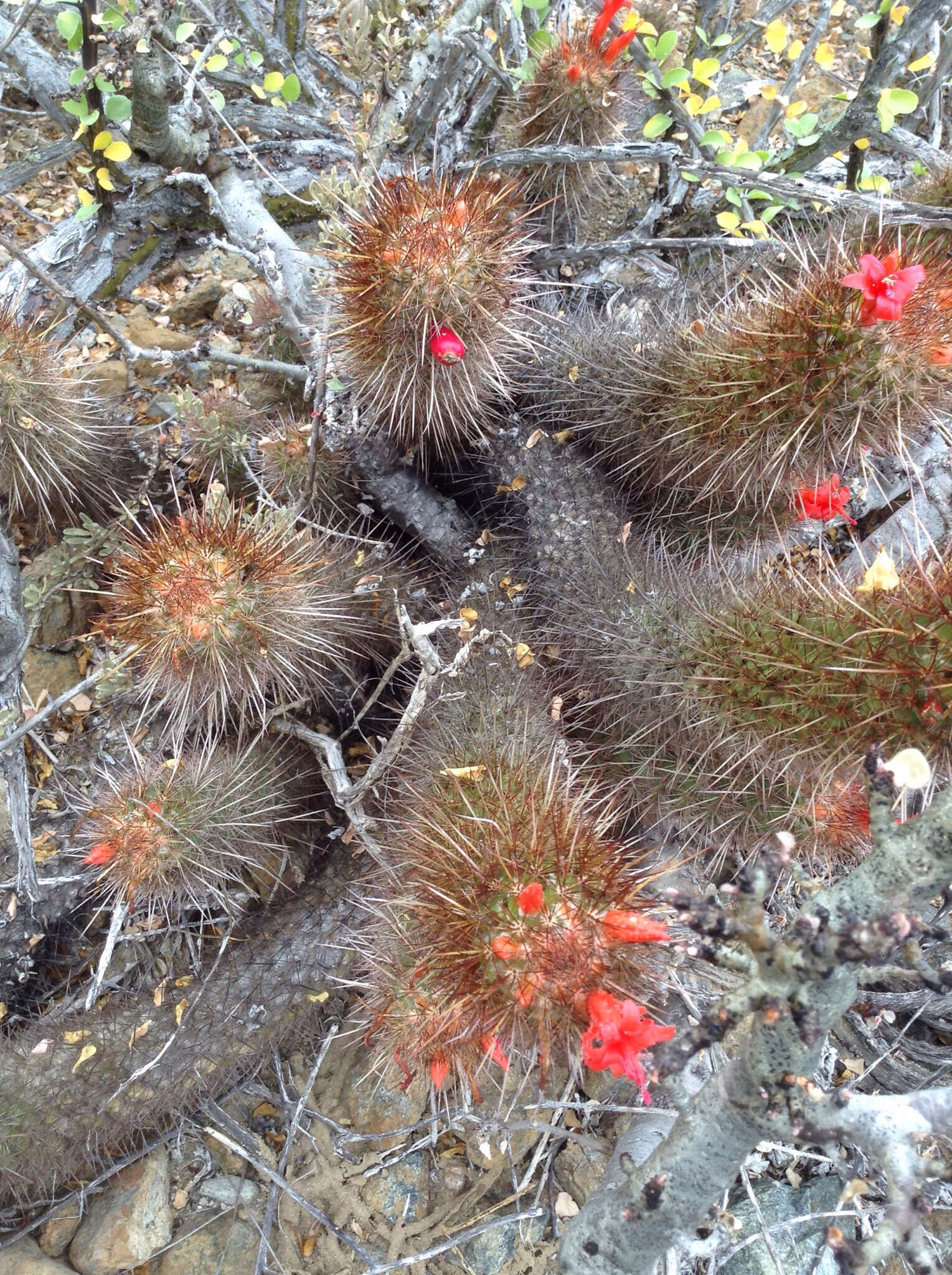 Image of Mammillaria halei Brandegee