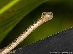 Image of Brown Whip Snake