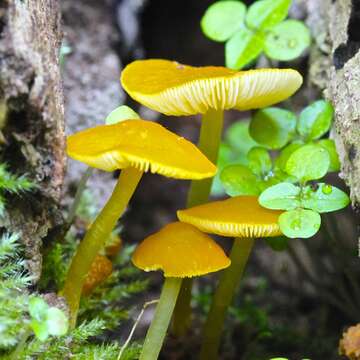 Image of Pluteus admirabilis (Peck) Peck 1885