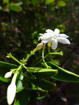 Image of Jasminum simplicifolium subsp. leratii