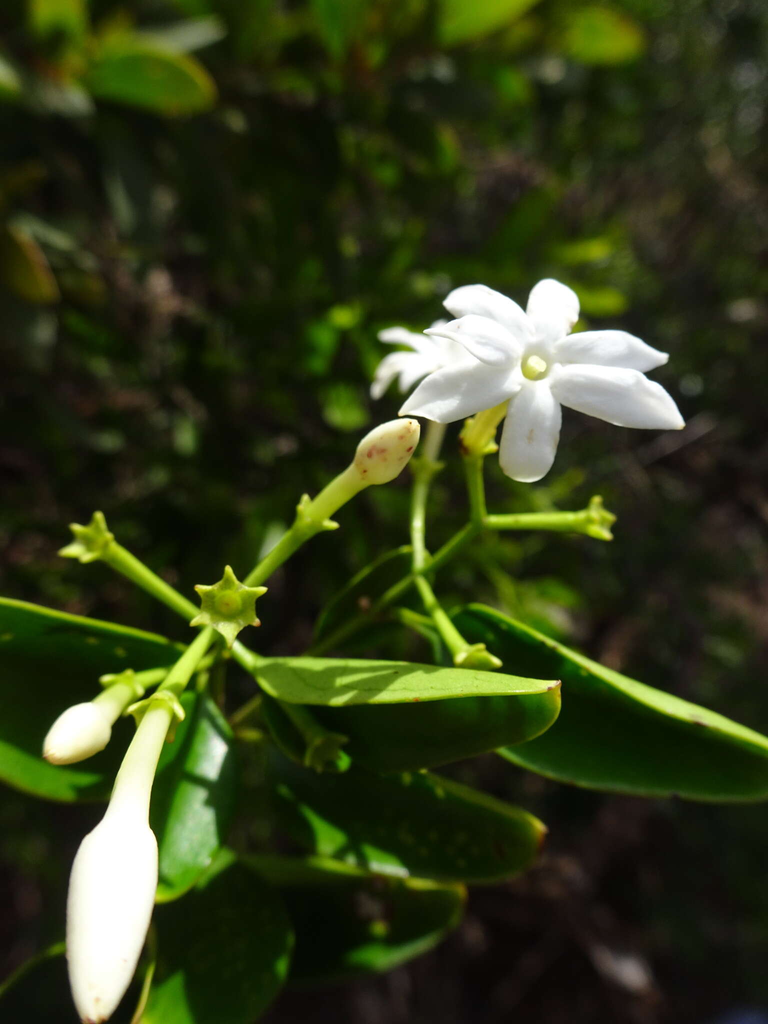 صورة Jasminum simplicifolium subsp. leratii