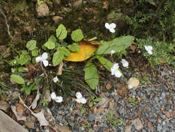 Image of Libertia edgariae Blanchon, B. G. Murray & Braggins