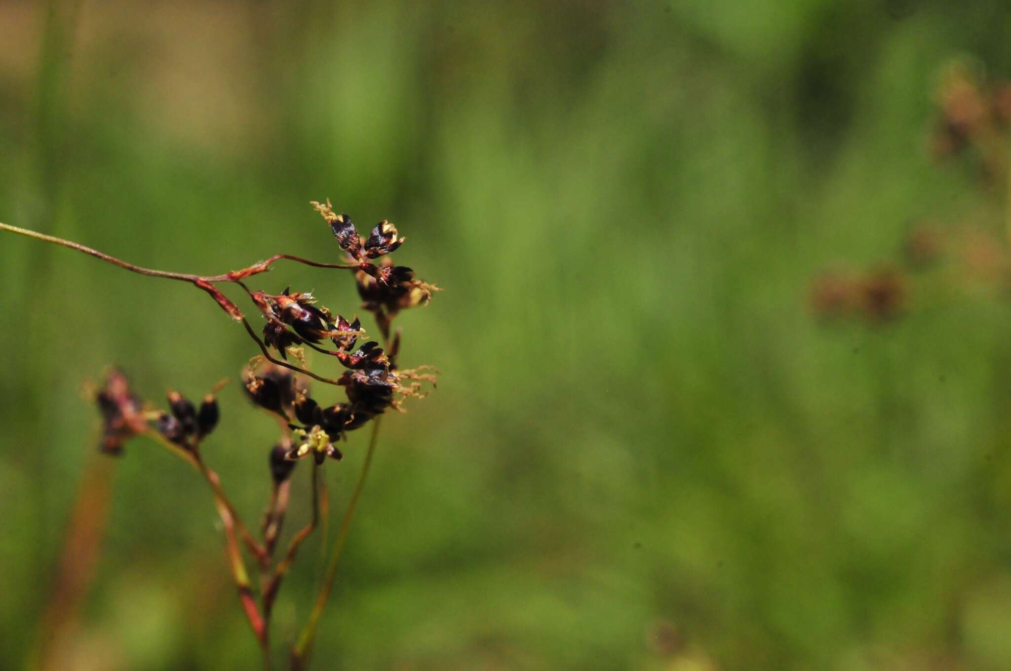 Image of alpine woodrush