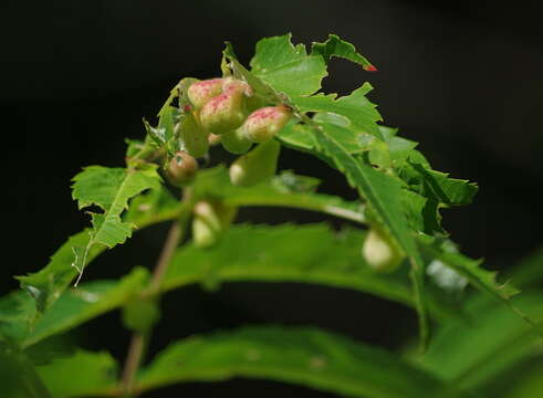 Image of Sumac Gall Aphid