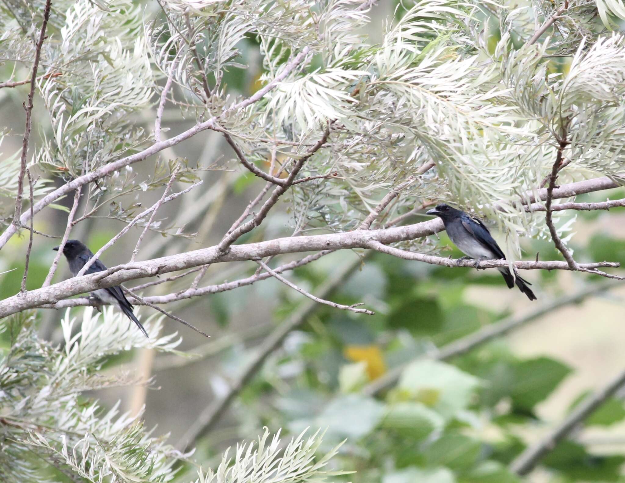 Image of White-bellied Drongo