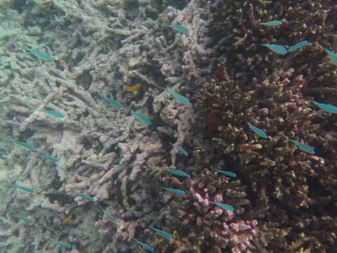 Image of Black-axil chromis