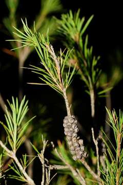 صورة Callistemon subulatus Cheel