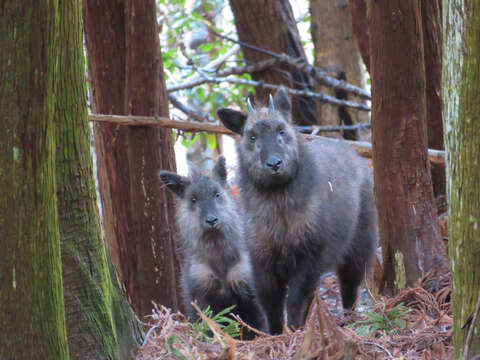 Image of Japanese Serow