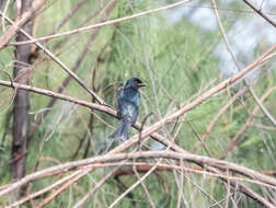 Image of Crow-biled Drongo