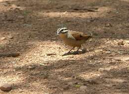 Image of Emberiza capensis reidi (Shelley 1902)