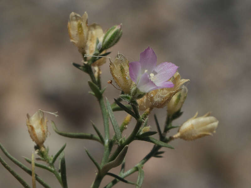 Image of Bryantiella palmeri (S. Watson) J. M. Porter