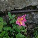 Image of Zephyranthes miradorensis (Kraenzl.) Espejo & López-Ferr.