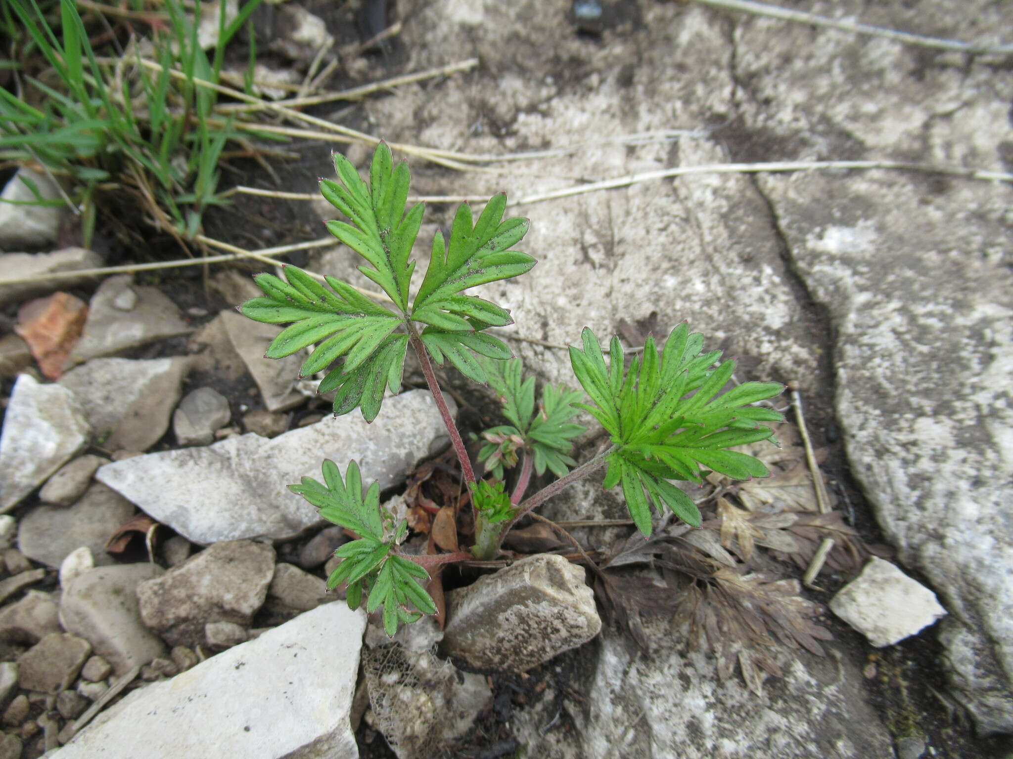 Image of Potentilla angarensis Popov