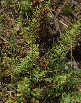 Sivun Cryptogramma acrostichoides R. Br. apud Richards. kuva