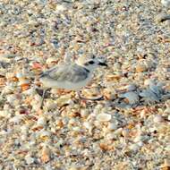 Image of Snowy Plover