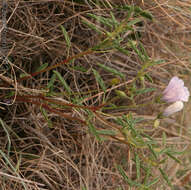 Image of Monsonia burkeana Planch. ex Harv. & Sond.