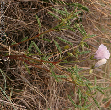 Image of Monsonia burkeana Planch. ex Harv. & Sond.