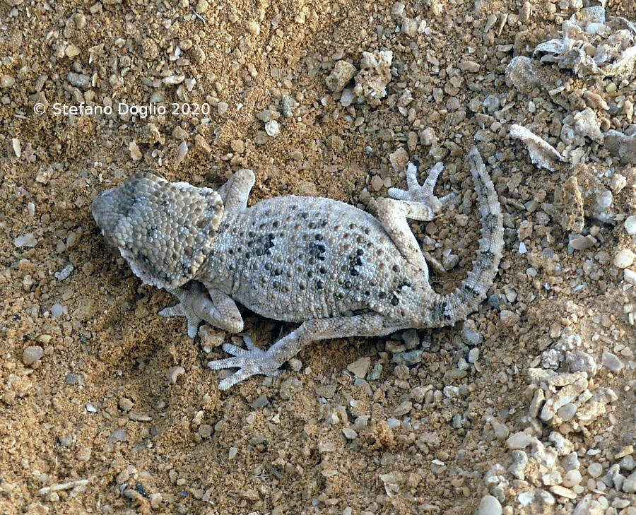 Image of Helmeted gecko