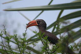 Image of Crowned Hornbill