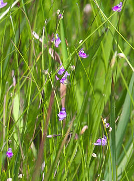 Image de Utricularia caerulea L.