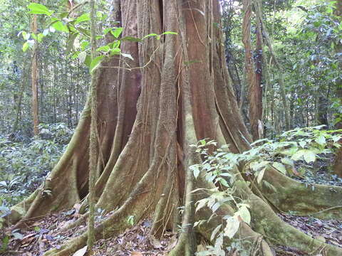 Ficus gomelleira Kunth & Bouche resmi