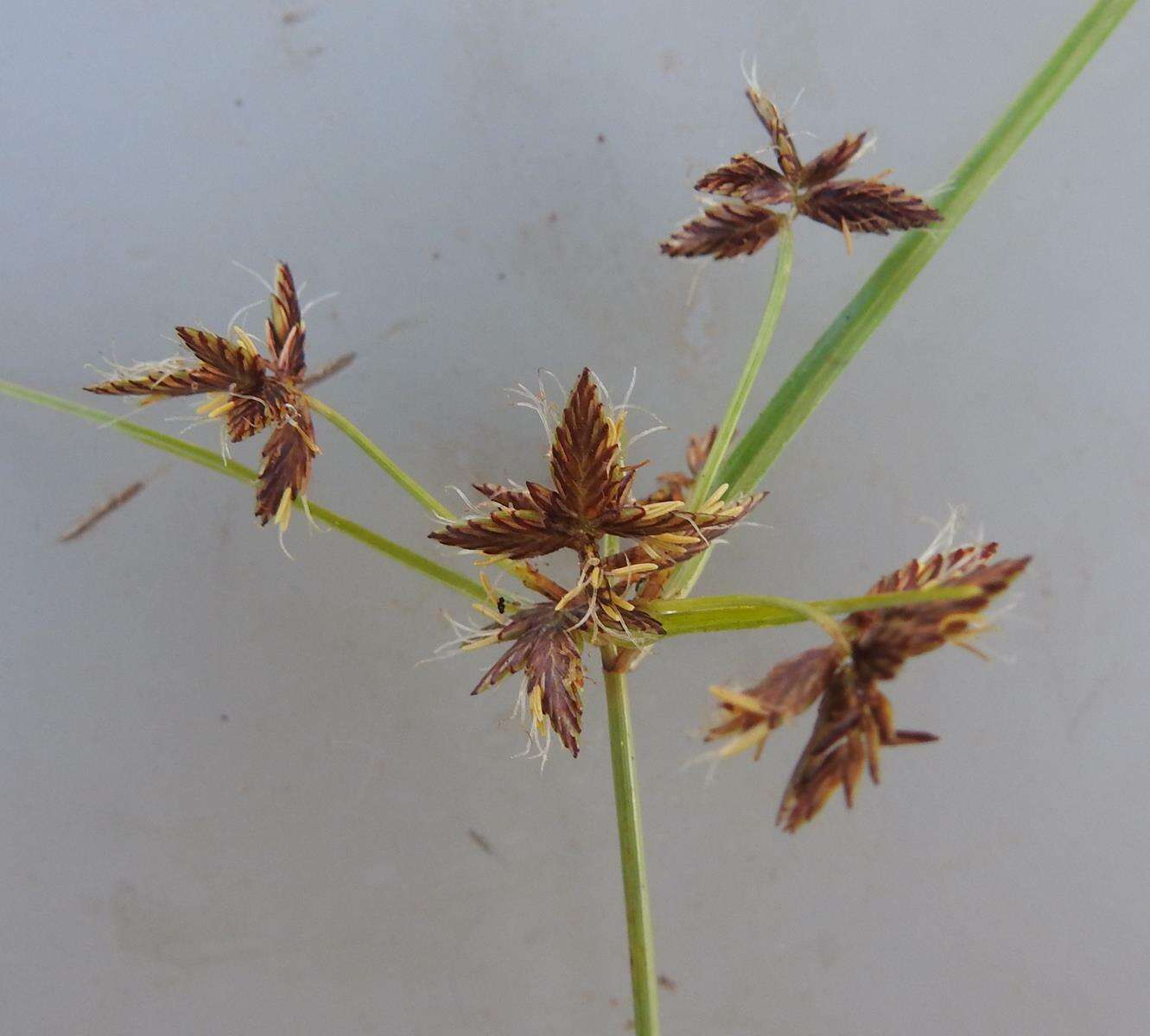 Image of Cyperus mundii (Nees) Kunth