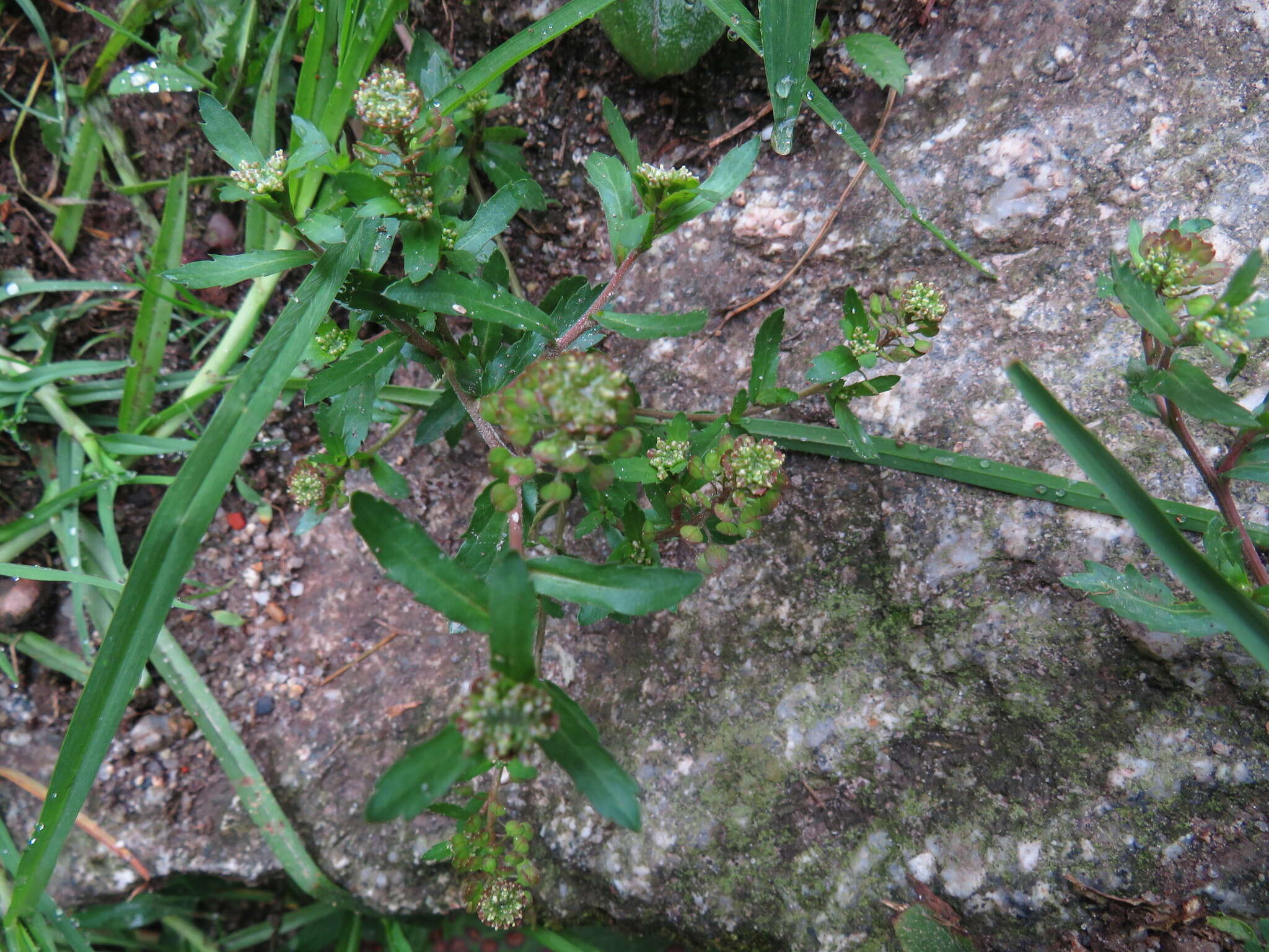 Image of Lepidium chichicara Desv.