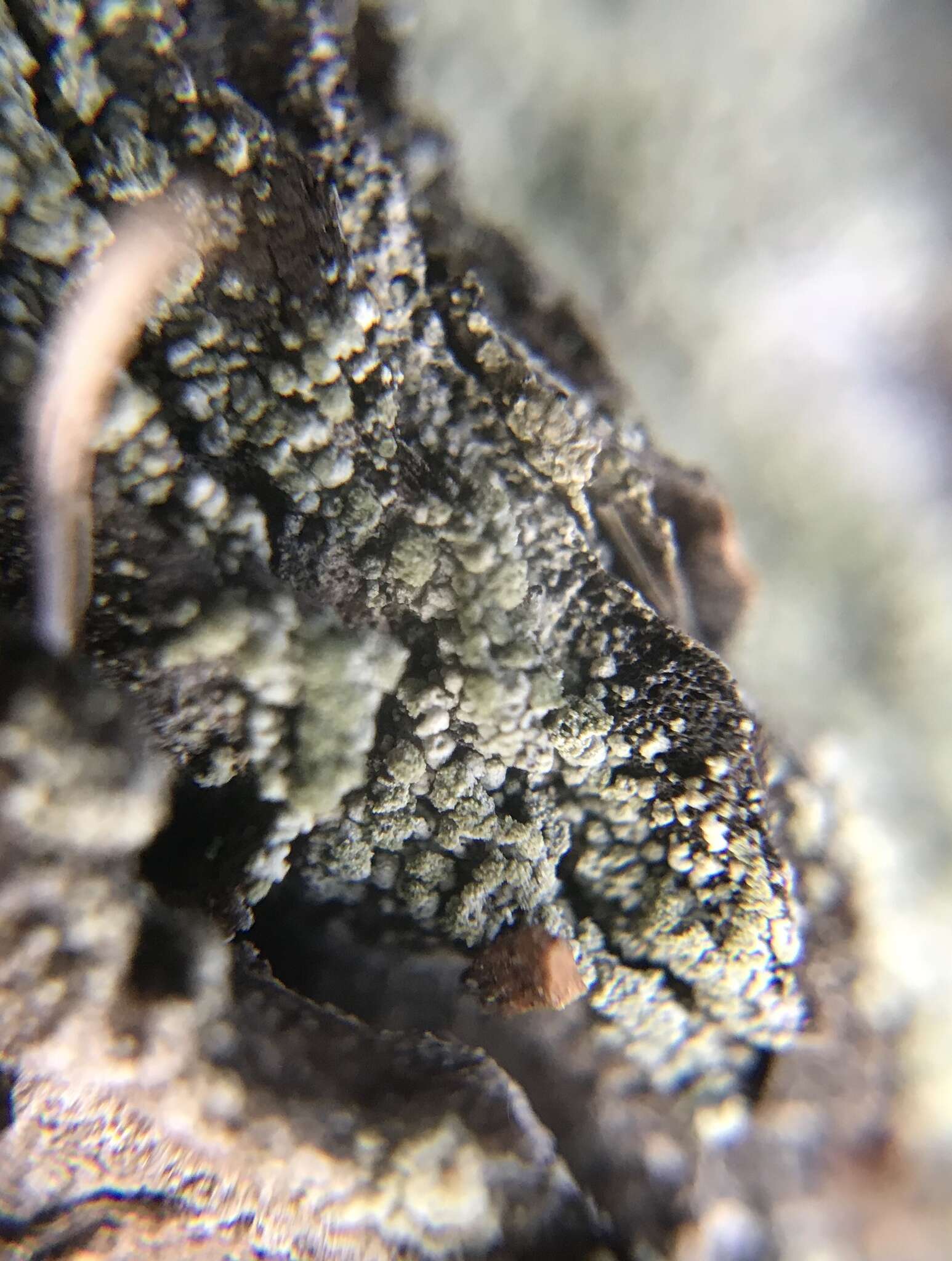 Image of trapeliopsis lichen