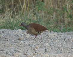 Image of Tataupa Tinamou