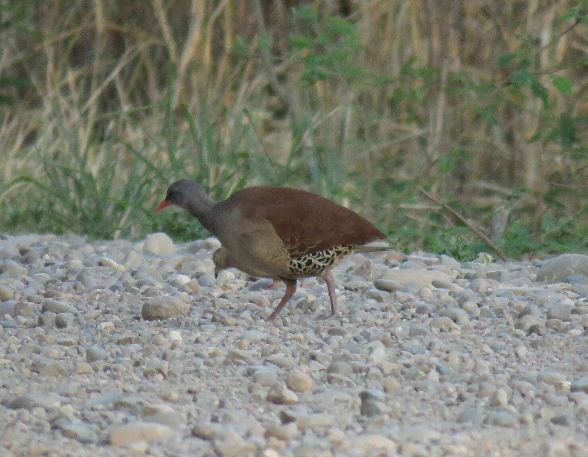 Image of Tataupa Tinamou