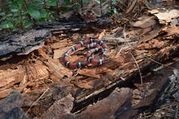 صورة Lampropeltis elapsoides (Holbrook 1838)