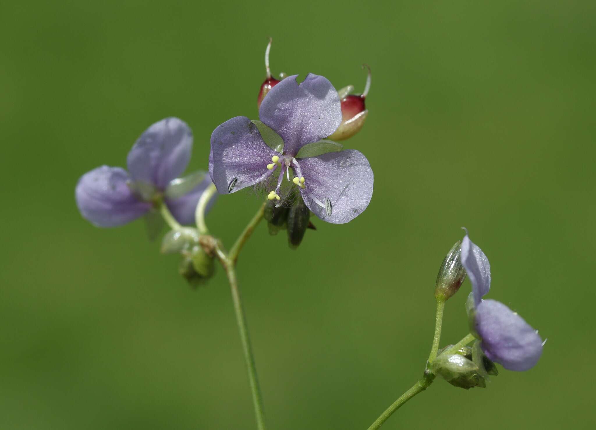 Sivun Murdannia simplex (Vahl) Brenan kuva