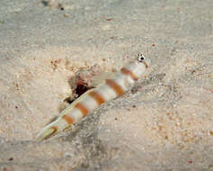 Image of Ogasawara shrimp-goby