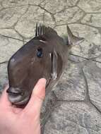 Image of Squarenose Unicornfish