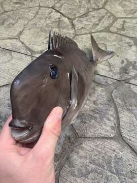 Image of Squarenose Unicornfish