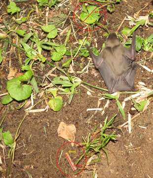 Image of African Yellow Bat