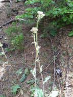 Senecio aronicoides DC. resmi