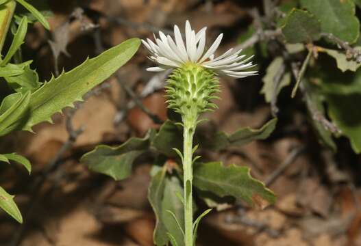 Imagem de Dieteria canescens var. glabra (A. Gray) D. R. Morgan & R. L. Hartman