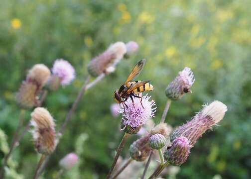 Image of lesser hornet hoverfly